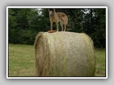 Img2005-06-29_0004