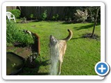 25 5 12 Wasserstrahl Teich SDC11049