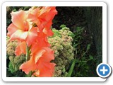 sdc10794_(fileminimizer)